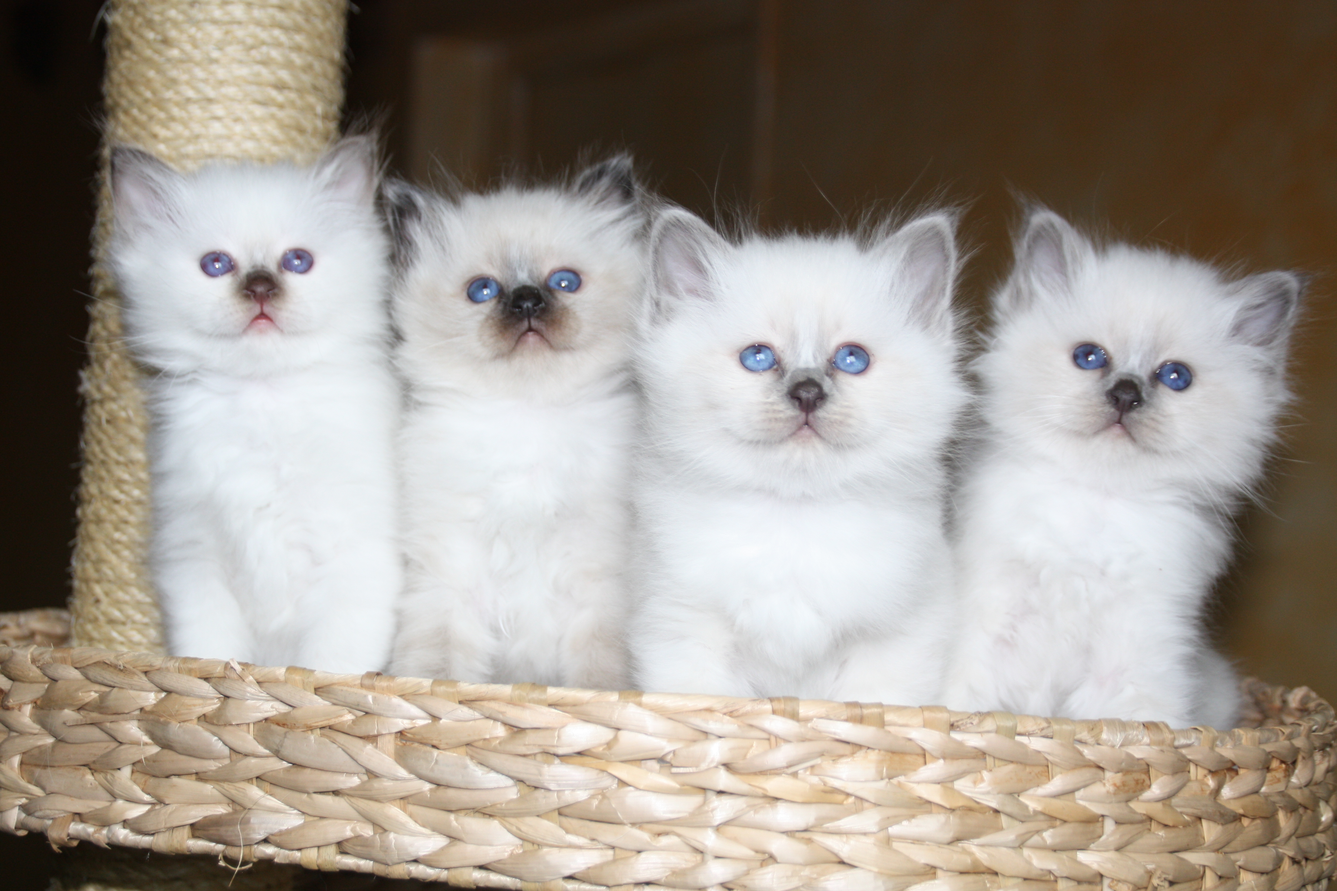 chaton 2016